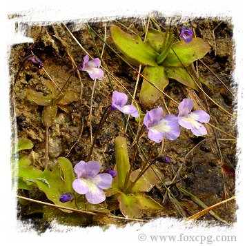 Pinguicula casperiana {Priego, Sierra de Cuenca, Spain}  / 1+ plants