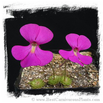 Pinguicula ehlersiae {Ixmiquilpan, Hidalgo, Mex.} / 2+ plants