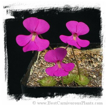 Pinguicula ehlersiae {Ixmiquilpan, Hidalgo, Mex.} / 2+ plants