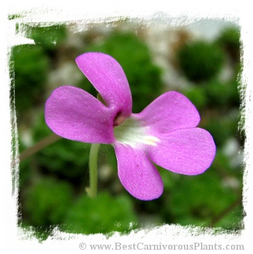 Pinguicula ehlersiae {West of  Tolantonga, Hidalgo, Mex.} / 2+ plants