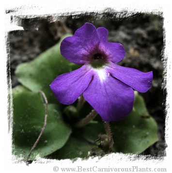 Pinguicula elizabethiae {Toliman Canyon, Hidalgo state, Mexico} / 1+ plant