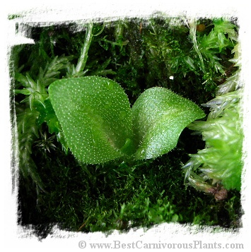 Pinguicula elongata {east of Bogota, Colombia) / 3+ unacclimatized plant directly from in-vitro