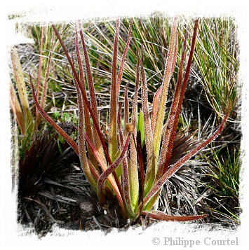 Pinguicula elongata {east of Bogota, Colombia) / 3+ unacclimatized plant directly from in-vitro