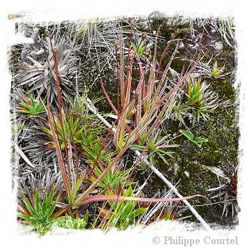 Pinguicula elongata {east of Bogota, Colombia) / 3+ unacclimatized plant directly from in-vitro