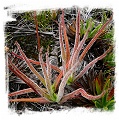 Pinguicula elongata {east of Bogota, Colombia) / 3+ unacclimatized plant