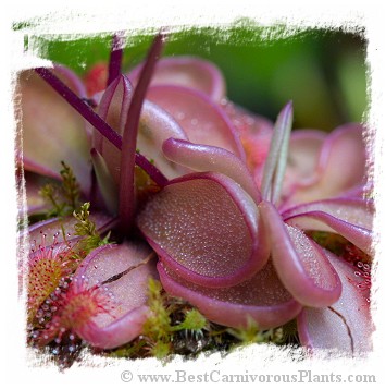 Pinguicula emarginata {red coloured and big rosette} / 2+ plants