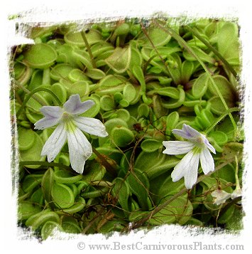 Pinguicula emarginata {white flower with reduced veins, small rosette} / 1+ plants