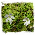 Pinguicula emarginata {white flower with reduced veins, small rosette} / 1+ plants