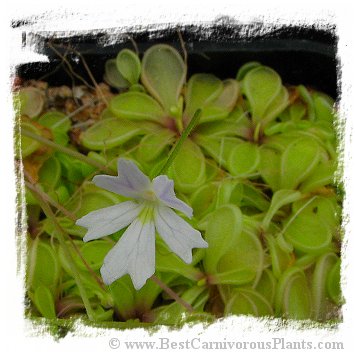 Pinguicula emarginata {white flower with reduced veins, small rosette} / 1+ plants