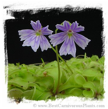 Pinguicula emarginata {all green and compact rosette} / 2+ plants