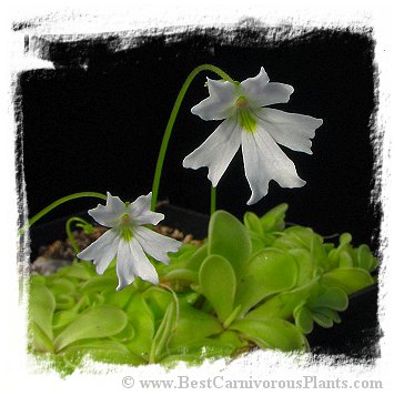 Pinguicula emarginata {almost pure white flower, Zacapoaxtla, Mex.} / 2+ plants