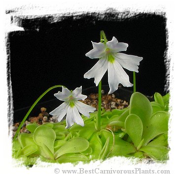 Pinguicula emarginata {almost pure white flower, Zacapoaxtla, Mex.} / 2+ plants