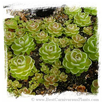 Pinguicula esseriana {light pink flw, Giant} / 1+ plant