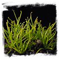Pinguicula filifolia {violet flower, Cuba} / 3+ plants