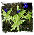 Pinguicula fiorii / 1+ plants