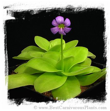 Pinguicula gigantea / 2+ plants