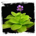 Pinguicula gigantea / 2+ plants