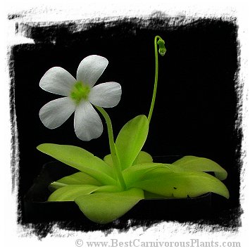 Pinguicula gigantea {white flower} / 2+ plants