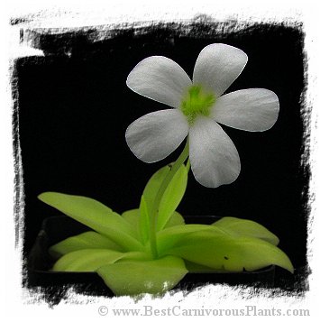 Pinguicula gigantea {white flower} / 2+ plants