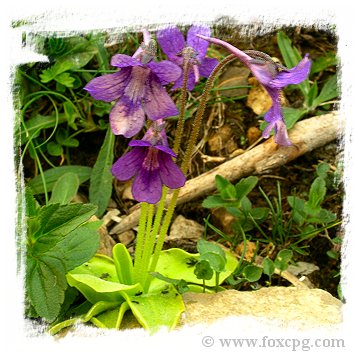 Pinguicula grandiflora {Obaga de Coma Pedrosa, Andorra, 1900m} / 2+ plants