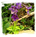 Pinguicula grandiflora {Circo de Goriz, NP Ordesa, Spain} / 2+ plants