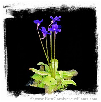 Pinguicula grandiflora {big plants, Aragnouet Fabian, France} / 1+ plants