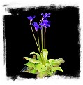 Pinguicula grandiflora {big plants, Aragnouet Fabian, France} / 1+ plants