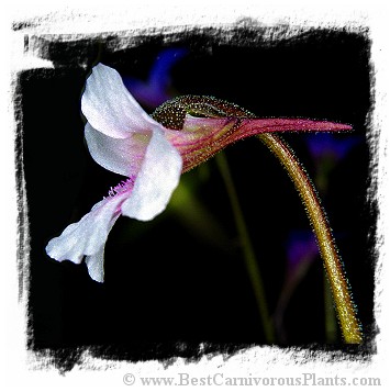 Pinguicula grandiflora subsp. rosea {near Grenoble, France} / 3+ plants