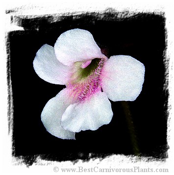 Pinguicula grandiflora subsp. rosea {near Grenoble, France} / 3+ plants