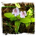 Pinguicula grandiflora subsp. rosea {near Grenoble, France} / 3+ plants