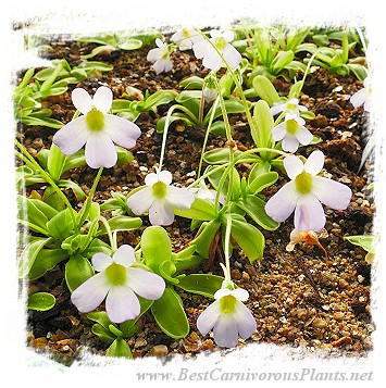 Pinguicula megaspilaea {Marmaris, Southwestern Anatolia, Turkey} / 2+ plants