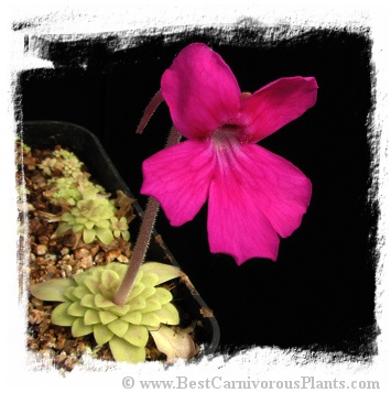 Pinguicula hemiepiphytica / 2+ plants