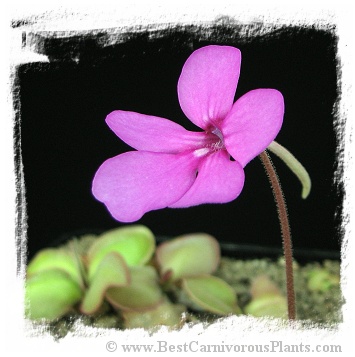 Pinguicula hemiepiphytica {Site 2 # 6, Mex., coll. Ed Read} / 2+ plants