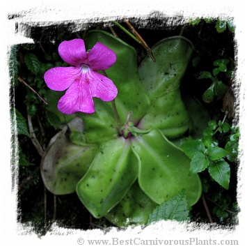 Pinguicula hemiepiphytica {Ixtlan de Juarez, Oaxaca, Mexico} / 2+ plants