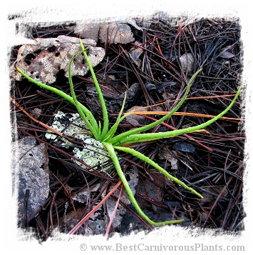 Pinguicula heterophylla {white flower} / 2+ plants