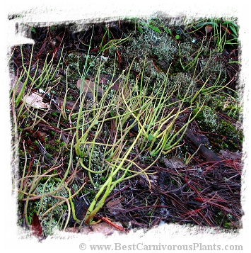 Pinguicula heterophylla {white flower} / 2+ plants