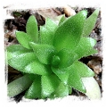 Pinguicula (heterophylla x medusina) x gigantea {white flower} / 2+ plant