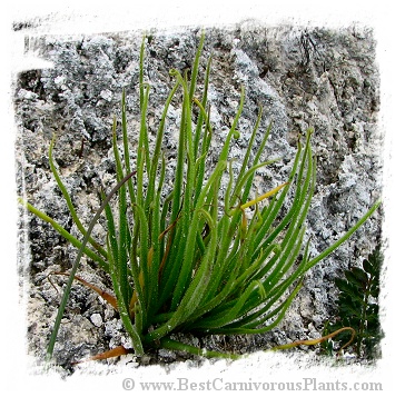 Pinguicula heterophylla {white flower} / 2+ plants