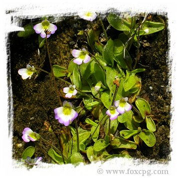 Pinguicula hirtiflora {Moglice, Albania} / 2+ plants