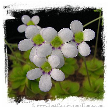 Pinguicula ibarrae {Tlanchinol, Mex.} / 2+ plants