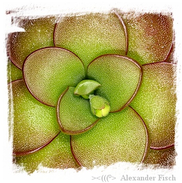 Pinguicula ibarrae {Tlanchinol, Mex.} / 2+ plants