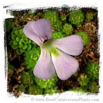 Pinguicula jaumavensis {75} / 2+ plants