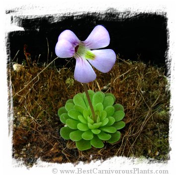 Pinguicula jaumavensis {L90-14} / 2+ plants