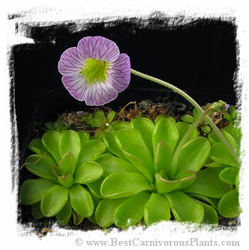 Pinguicula kondoi {=P. reticulata, Aramberii, Nuevo Leon, Mex.} / 2+ plants