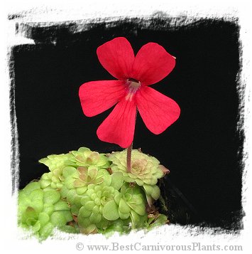 Pinguicula laueana {Crimson Red Flower} / 2+ plants