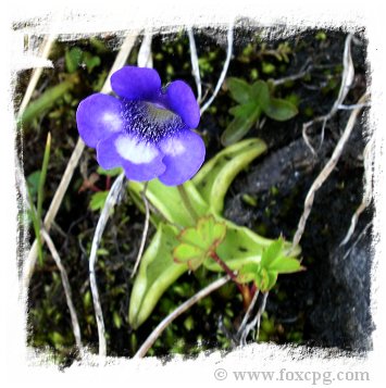 Pinguicula leptoceras {San Bernandino, Switzerland} / 2+ plants