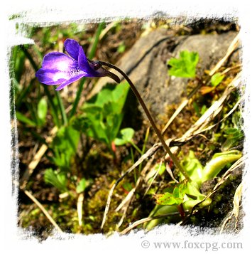 Pinguicula leptoceras {France-Italian border} / 1+ plant