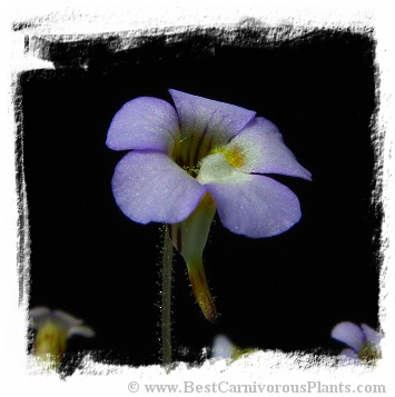 Pinguicula lilacina {La Florida, Mexico} (15s)