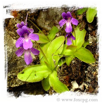 Pinguicula longifolia subsp. causensis {Mende, S. France, 400m} / 3+ plants