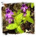 Pinguicula longifolia subsp. causensis {Mende, S. France, 400m} / 3+ plants